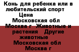 Конь для ребенка или в любительский спорт. › Цена ­ 120 000 - Московская обл., Москва г. Животные и растения » Другие животные   . Московская обл.,Москва г.